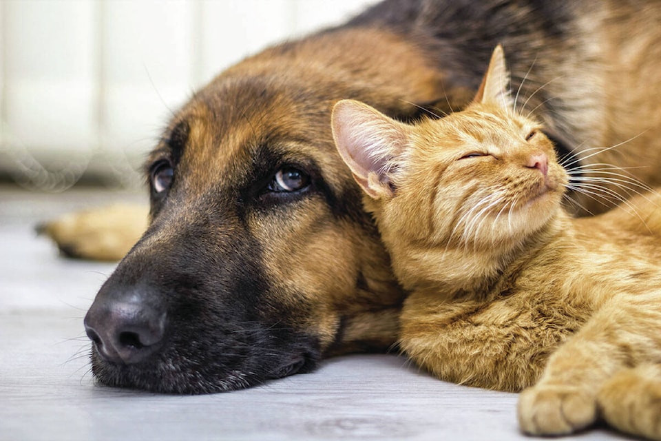 31671936_web1_170815-NBU-petstore-web