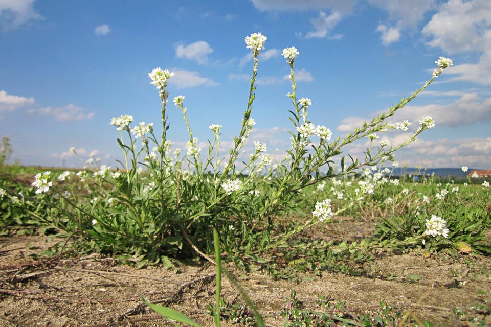 Hoary alyssum is another highly invasive plant in the TNRD region, and can be toxic to horses if eaten in large enough quantities. (Photo credit: Wikimedia Commons/Pixabay)