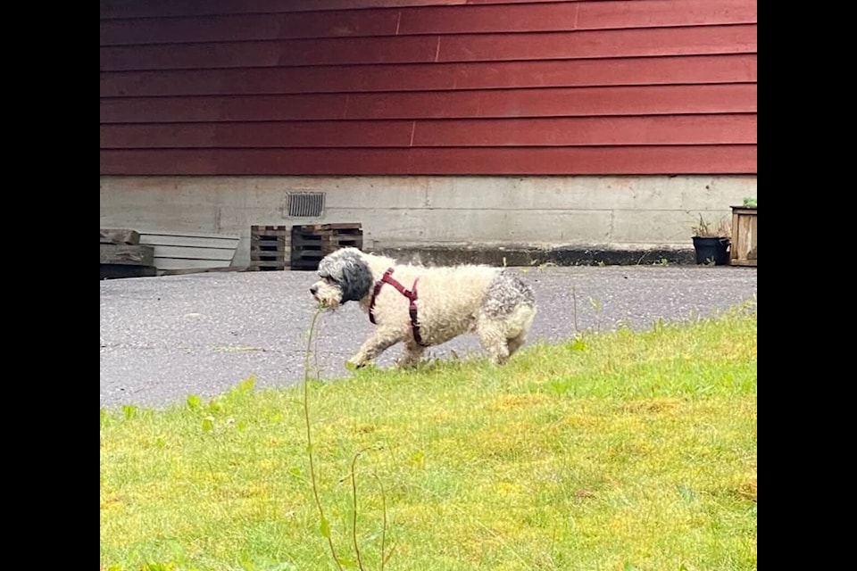 Pluto was finally caught after being on the run all over Prince Rupert for nearly three weeks.