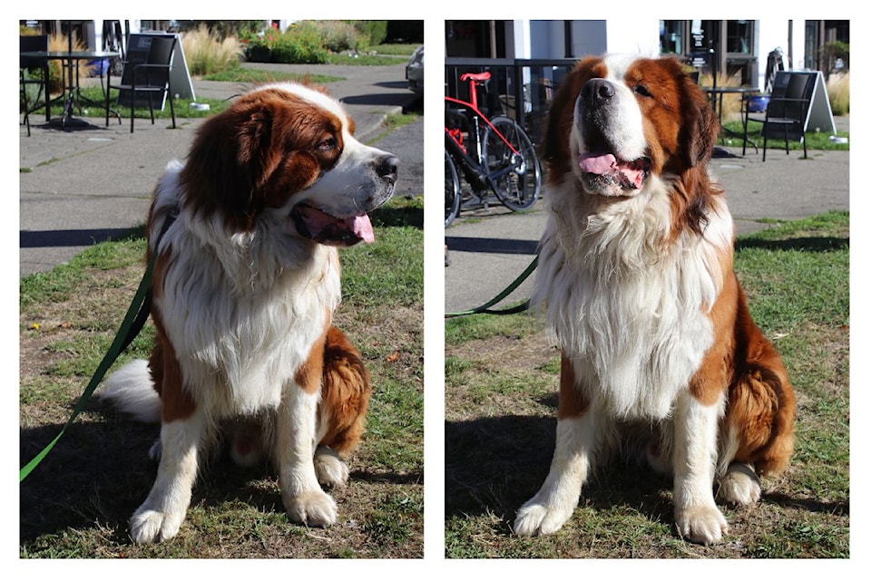 Bodhi in front of the Windsor Cafe.