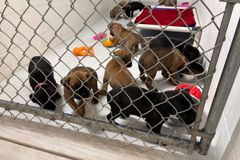 59 dogs were rescued from a property in Quesnel.