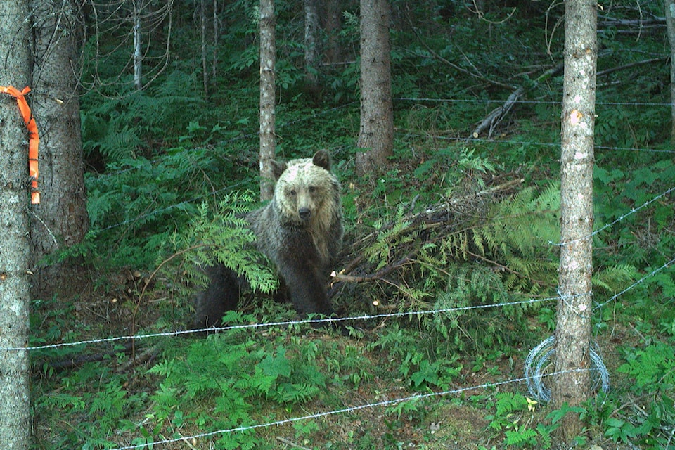 One of the bears that frequently visited was nicknamed "Blondie" by the team working on a grizzly bear study in the North Cariboo. 