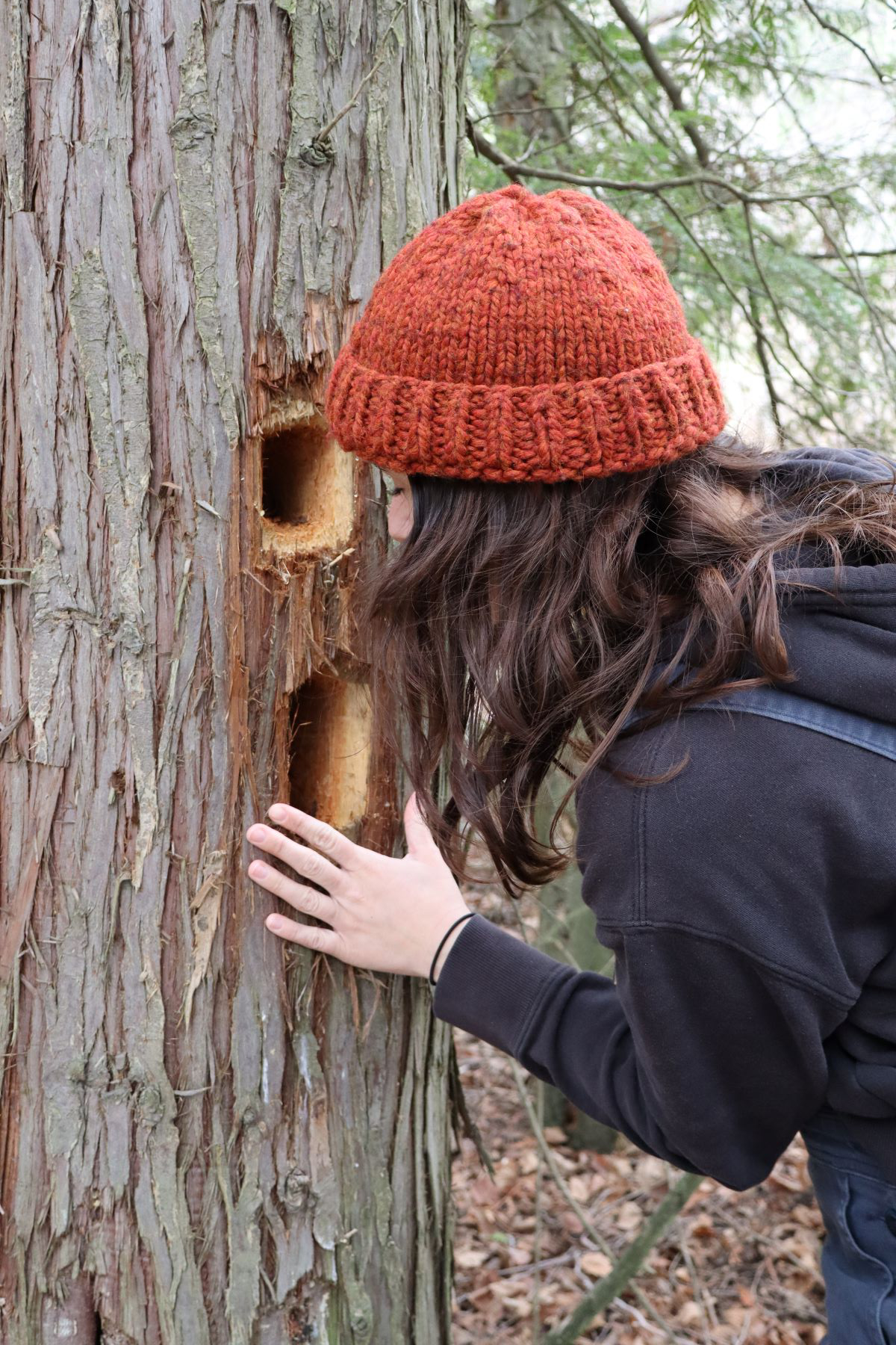 Gracie Smith looks into holes in a tree