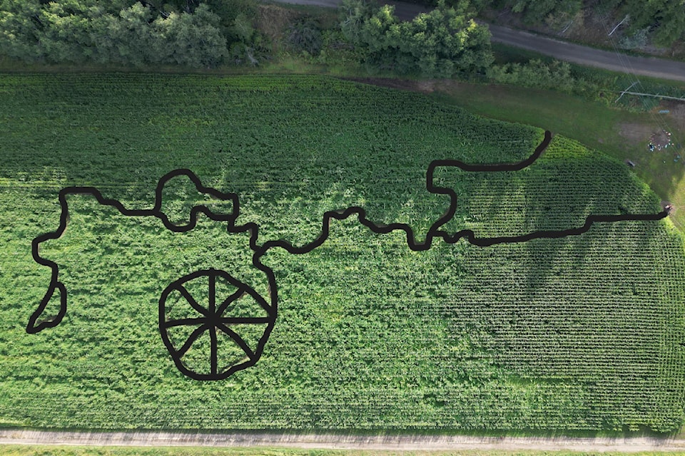 corn-maze