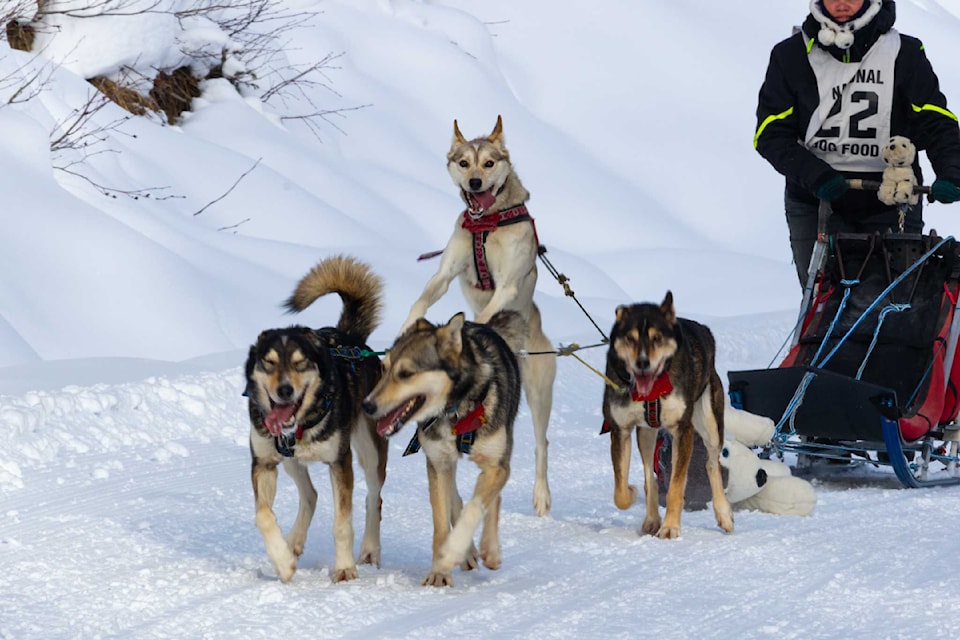 Some of the dogs were very excited to be taking part in the mail run.