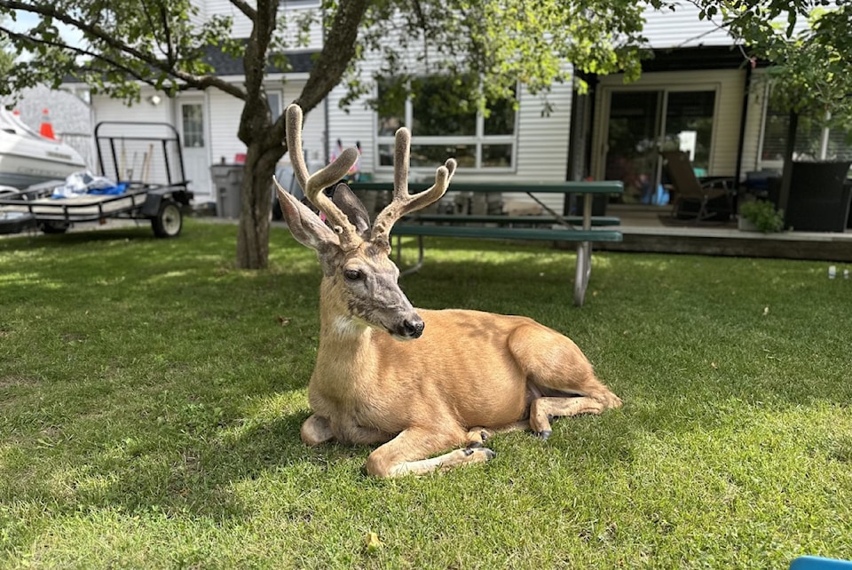 deer-riley-king