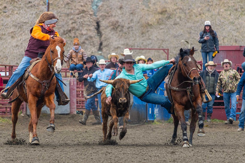 A steer wrestler reaches down to the bovine beast.