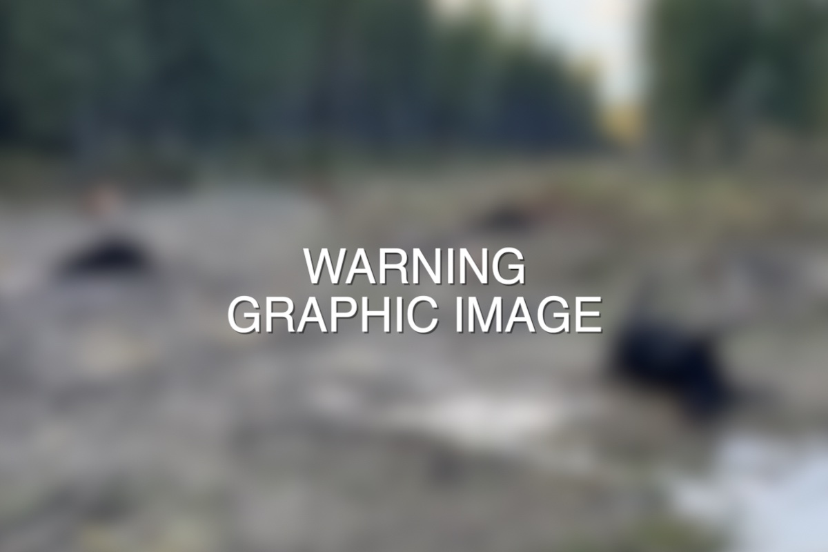 Multiple cows dead after suspected poisoning in rural Cariboo, investigation ongoing