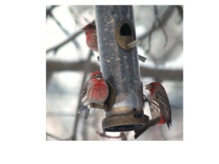 3927NewS.27.20110113152525.birdy_20110114