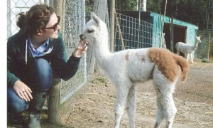 47713quesnelalpaca001