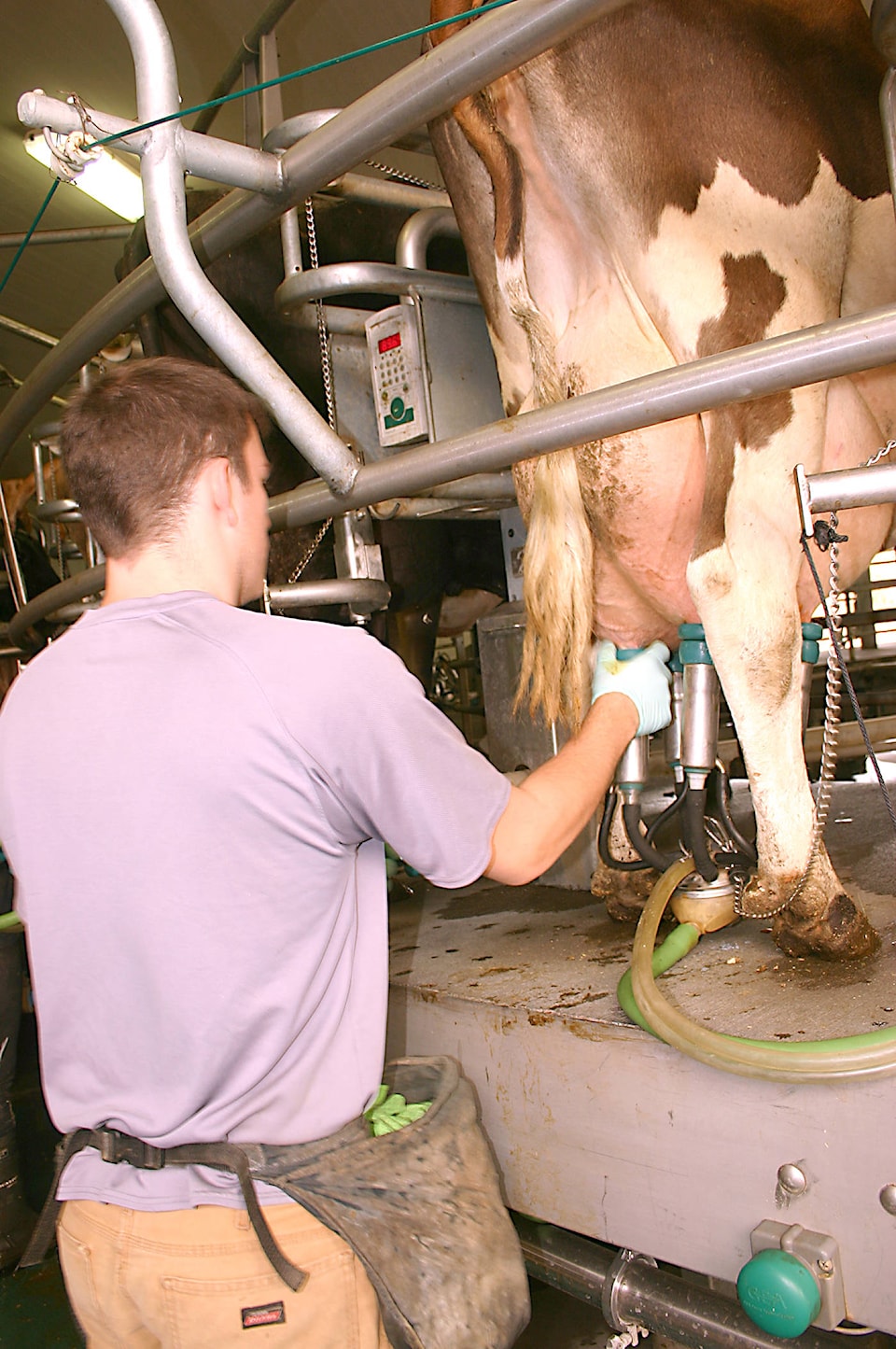 8187663_web1_milking