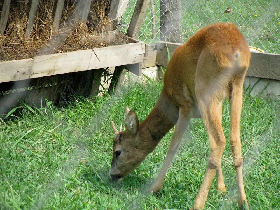 10105267_web1_young-deer-eating-hay