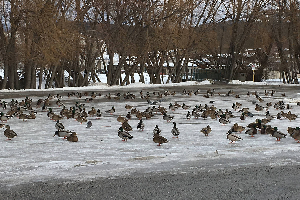 B.C. RCMP investigating ‘senseless’ duck deaths