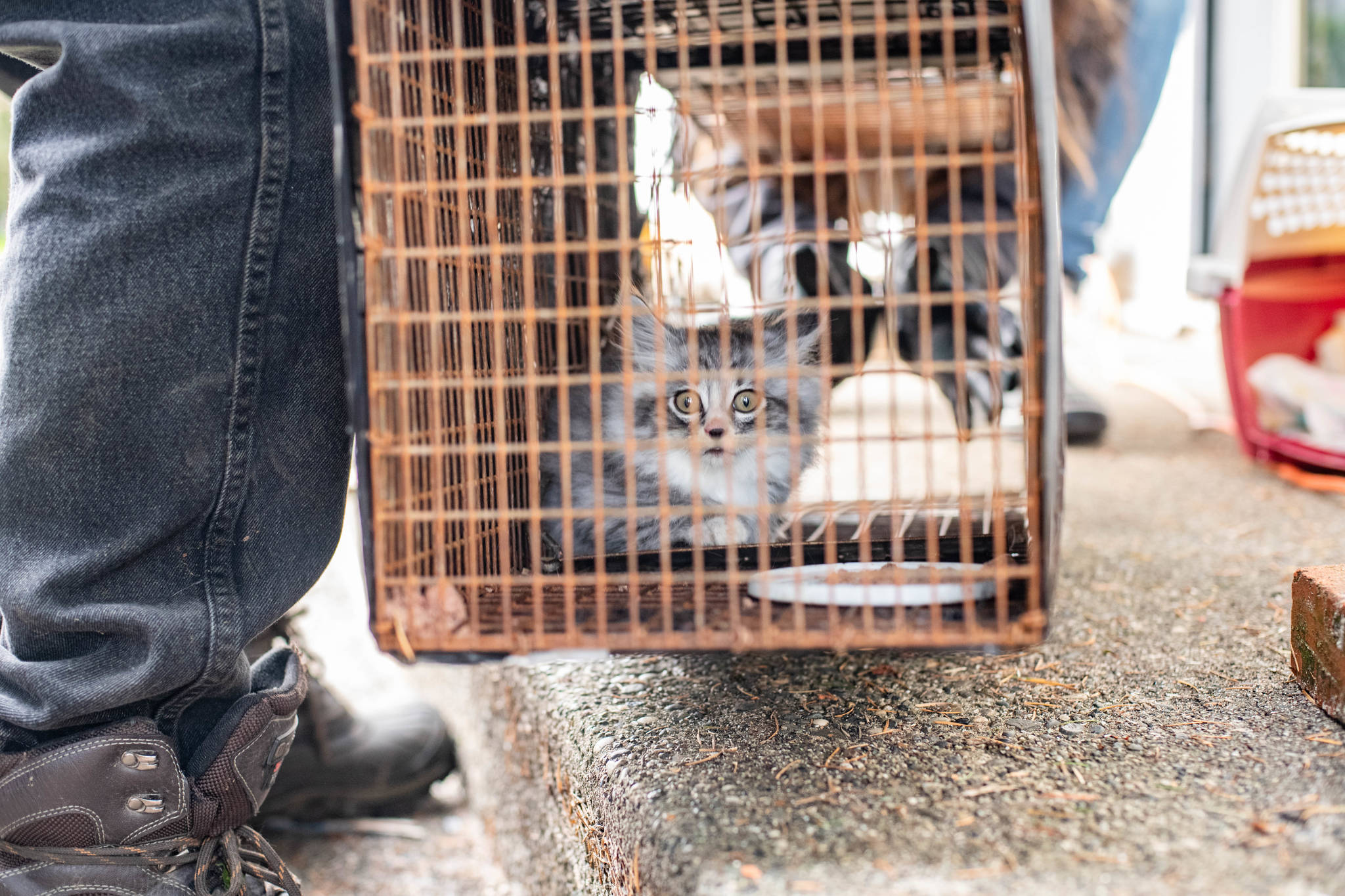 VIDEO Nearly 60 feral cats caught in one B.C. neighbourhood Quesnel