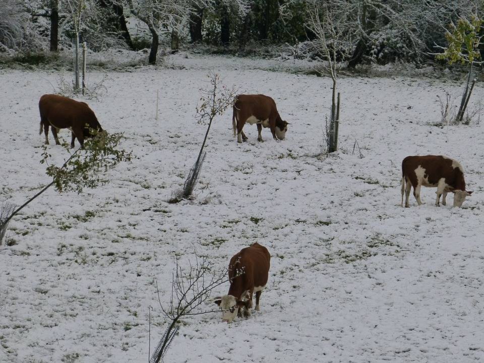 14594951_web1_Winter-Snow-Time-Of-Year-Cows-Cold-Pasture-68600