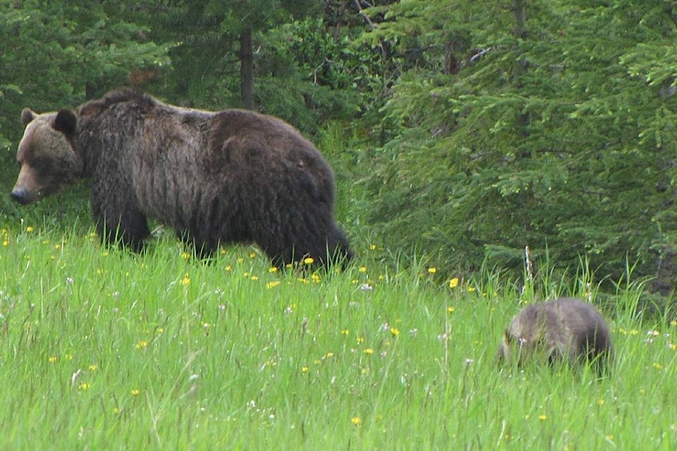 14873246_web1_181219-BPD-M-Grizzly-bear-cubs