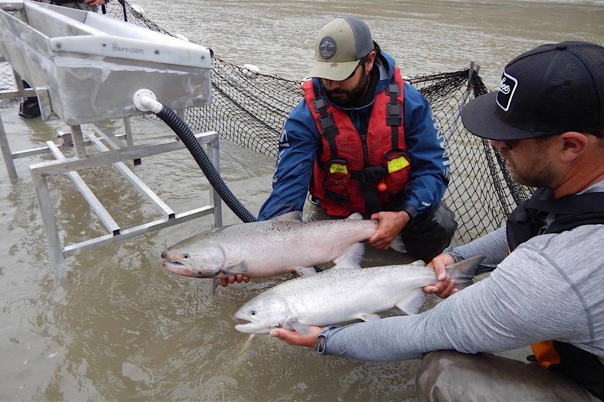 Salmon moved to B.C. hatchery as Fraser River landslide work continues -  Quesnel Cariboo Observer