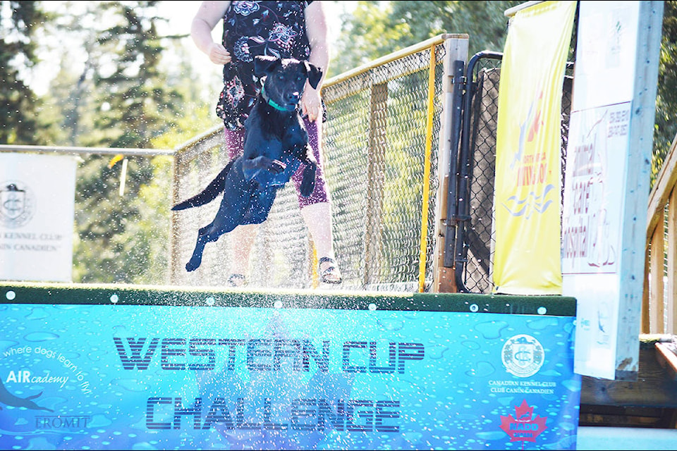 Adele competes in the Fast Fetch event Friday (Aug. 9) during the first day of the Western Cup Challenge at Eromit AIRcademy near Quesnel. onan O’Doherty photo