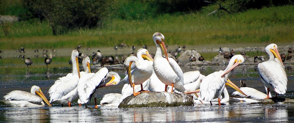 18351485_web1_190906-SAA-White-Pelicans-3-