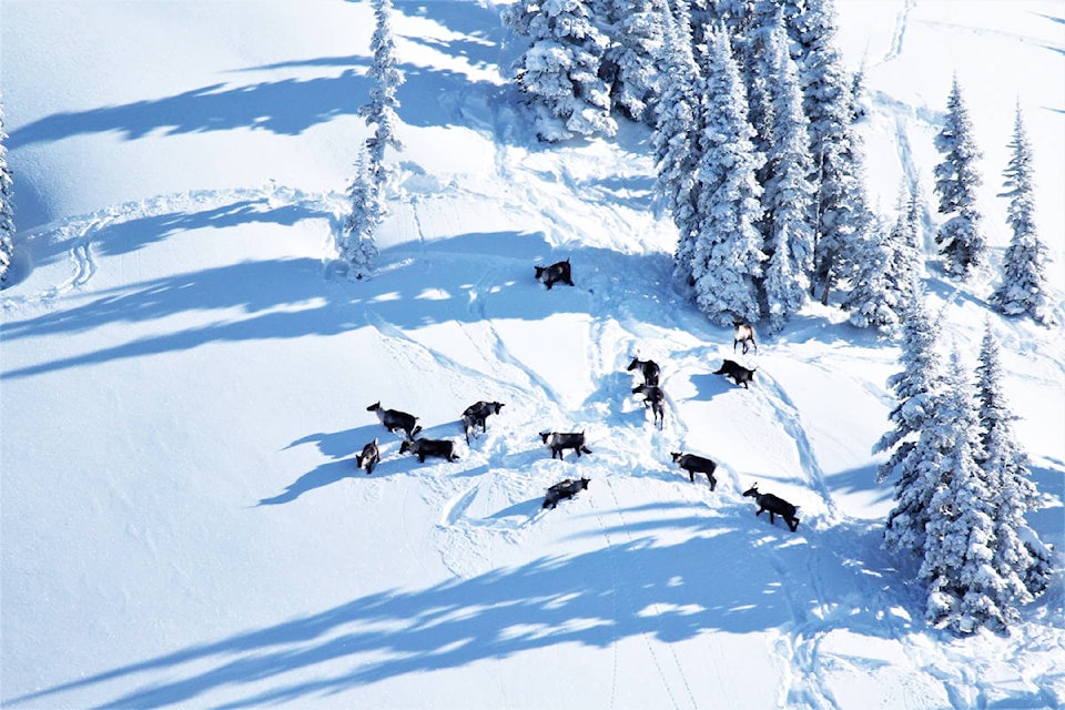 13 caribou spotted in the Omineca region of northern B.C., close to where the illegal snowmobile activity took place. (BC Conservation Officer Service photo)