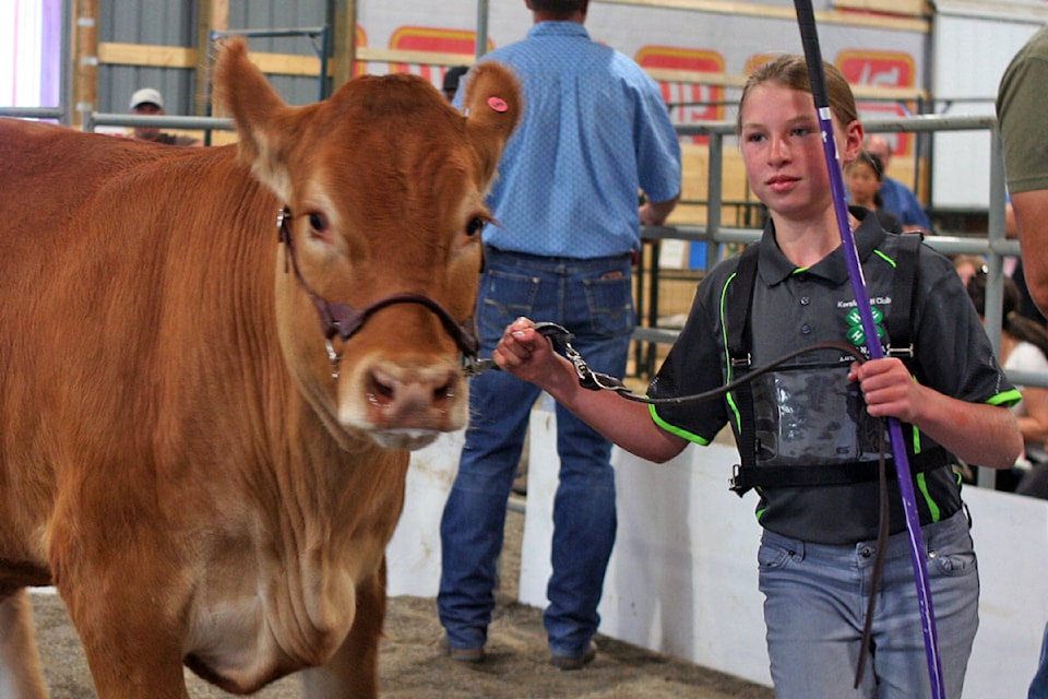 Andie Kishkan’s steer Honky Tonk was the grand champion, and was purchased by West Fraser Mills for over $7,000. (Cassidy Dankochik Photo - Quesnel Cariboo Observer)