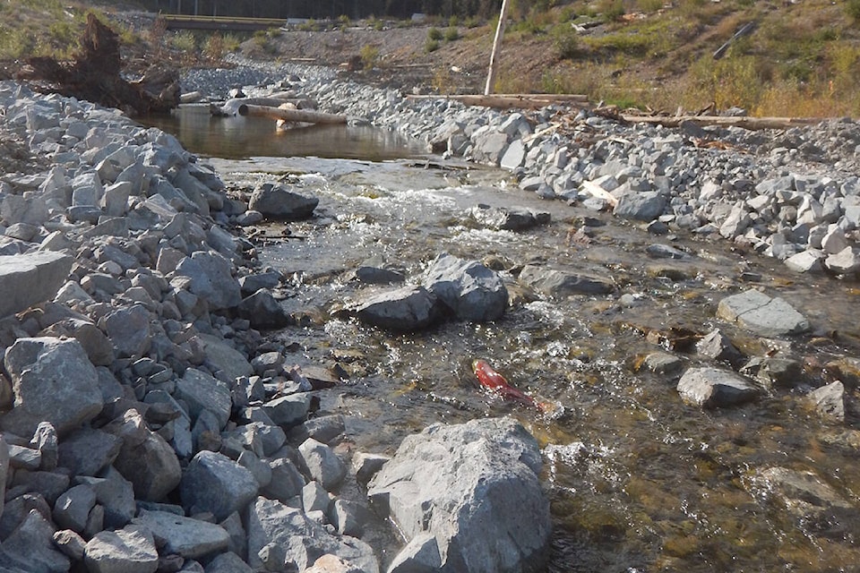 After several years of remediation work on Hazeltine Creek to repair the damage from the breach at Mount Polley Mine, sockey salmon are showing up in the creek. (Gabriel Holmes photo)
