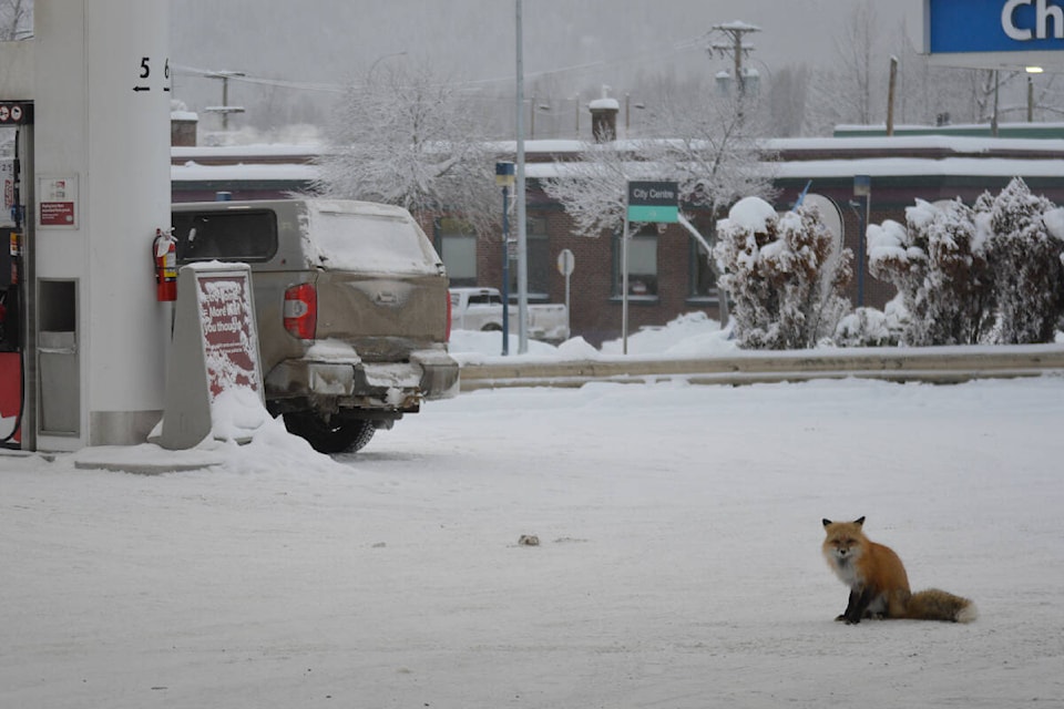 A red fox has reportedly been hanging out in downtown Quesnel since Friday, Dec. 24. (Rebecca Dyok photo)