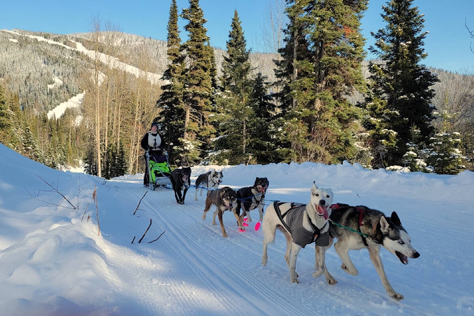 Megan McCullogh’s team of dogs pull her up a hill at Troll ski resort on the first day of the Gold Rush Trial Sled Dog Mail Run. (Cassidy Dankochik Photo - Quesnel Cariboo Observer)
