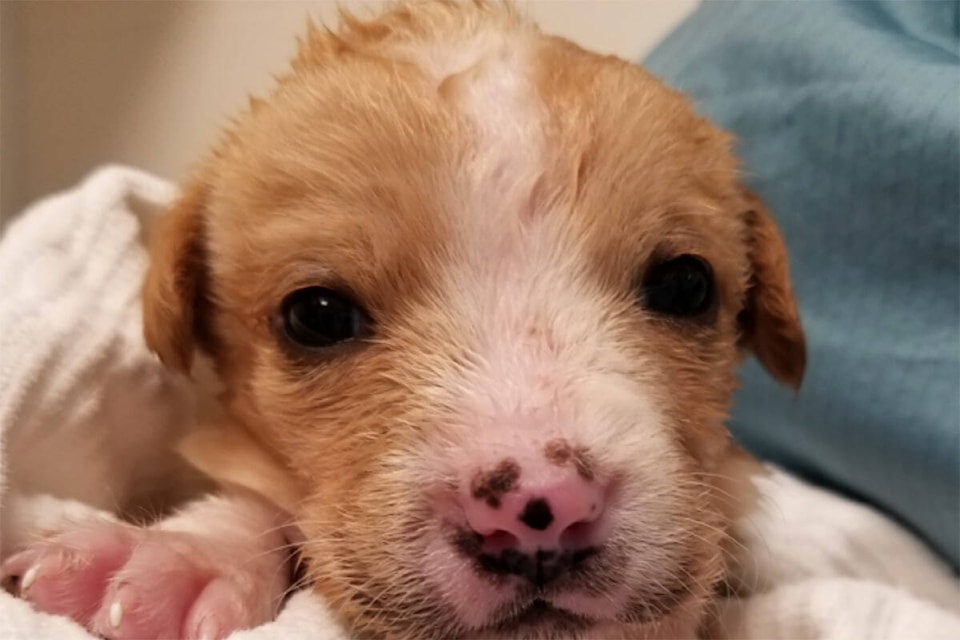 28944350_web1_220427-BPD-Puppies-Surrendered_1