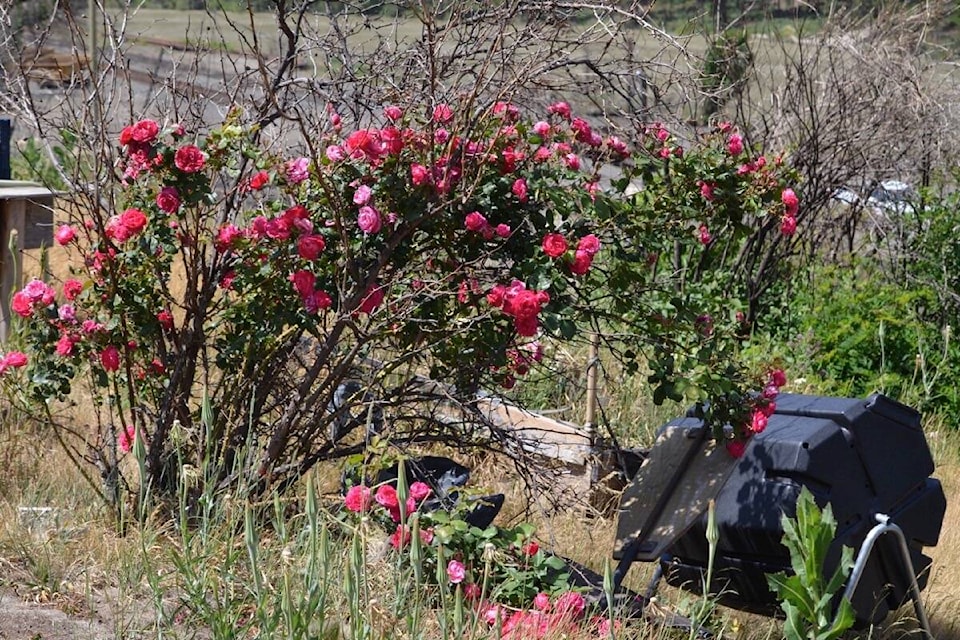 Roses blooming at the back of a property on Fraser Street in Lytton. (Photo credit: Barbara Roden)