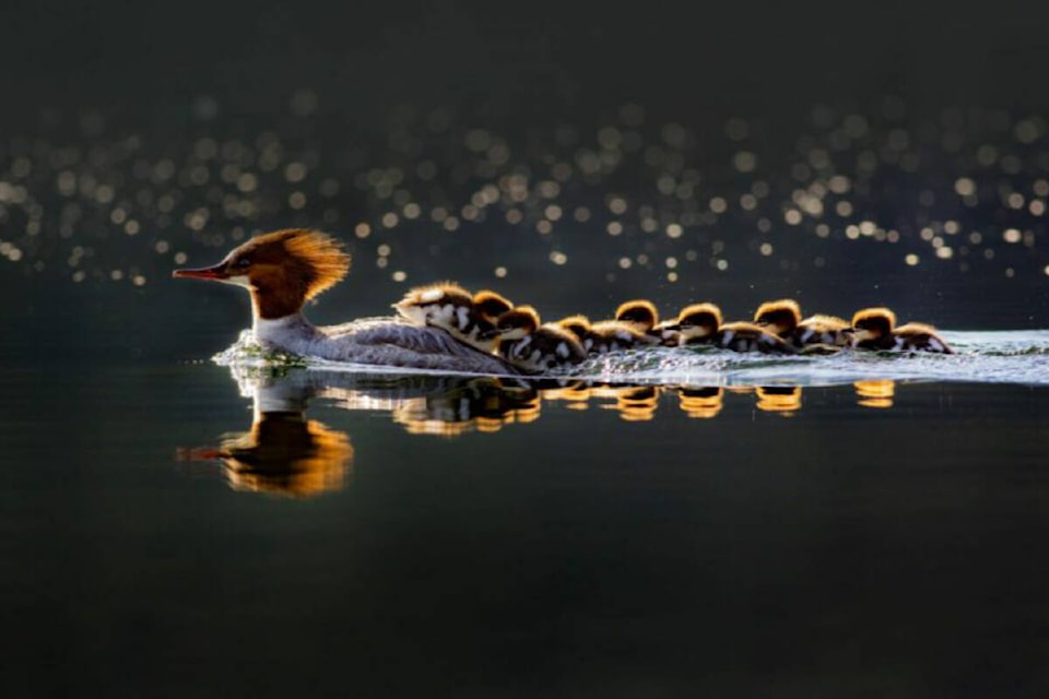 2021 Wildlife in Focus first place winner Wild Settings. Photo credit: Steve Burgess