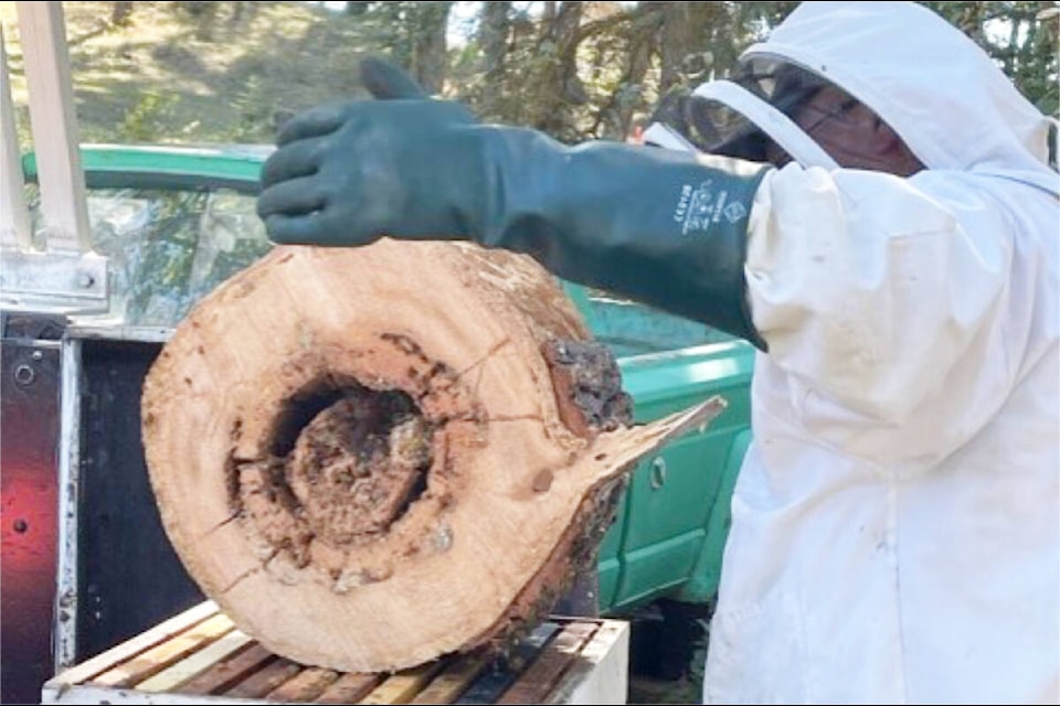 Beekeeper John Hoyrup placed sections of a dead snag where honey bees had been living on top of bee boxes in order to rehome the bees whose snag was cut down. (Tara Larocque photo)