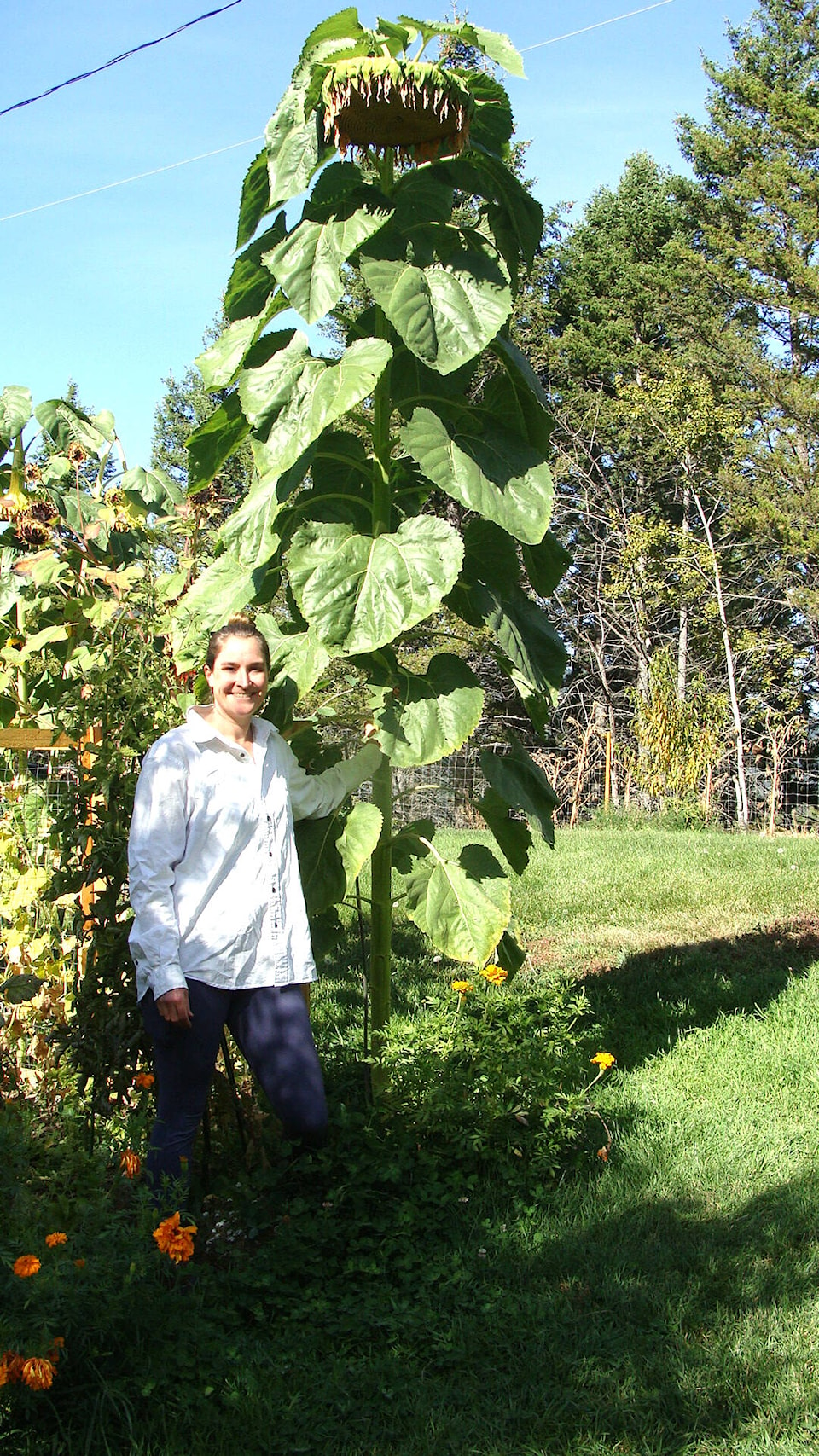 30560670_web1_220929-WLT-jim-hilton-forest-ink-sunflowers_1