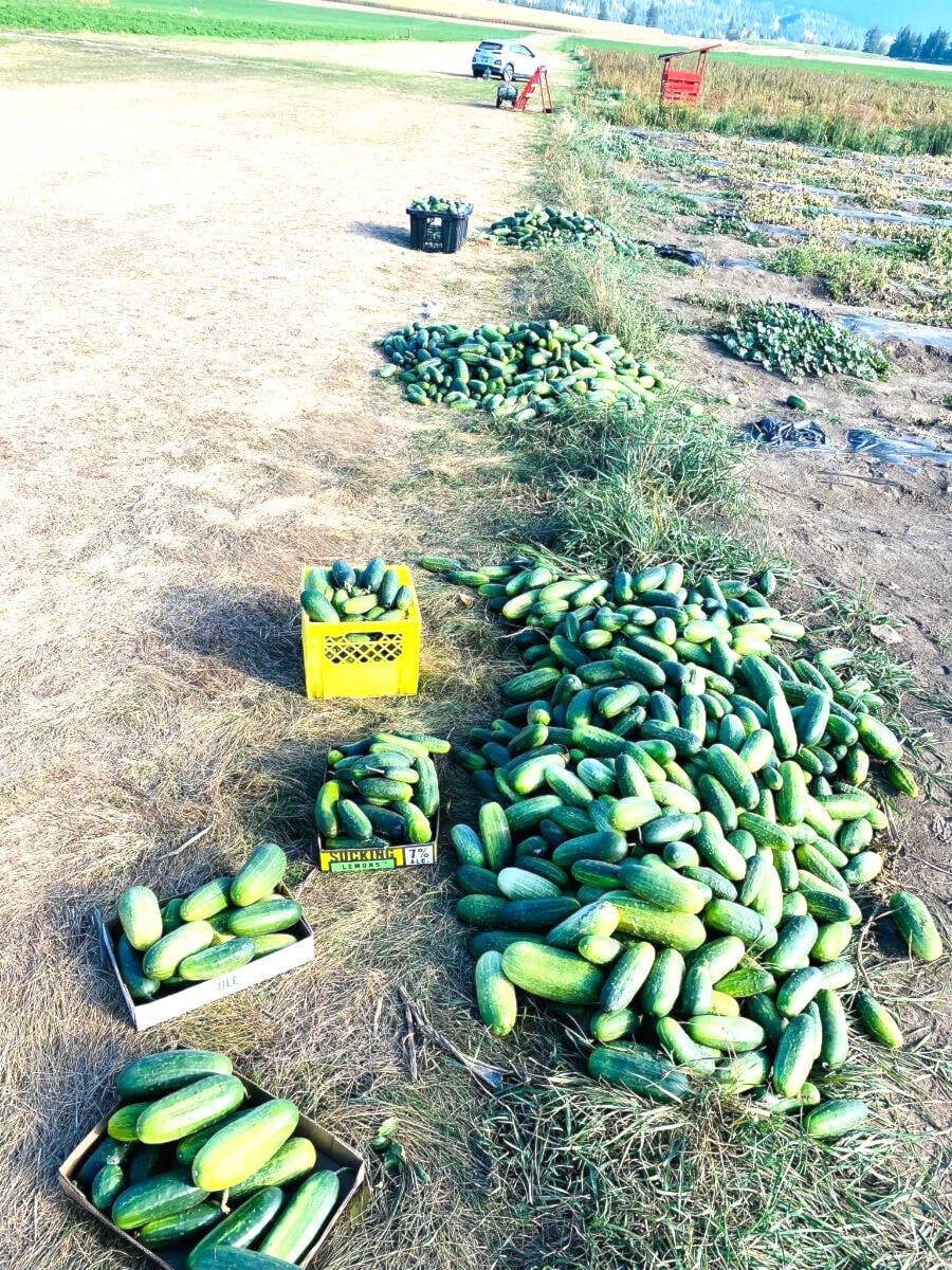 30691084_web1_221013-WLT-jim-hilton-forest-ink-gleaning-cukes_1