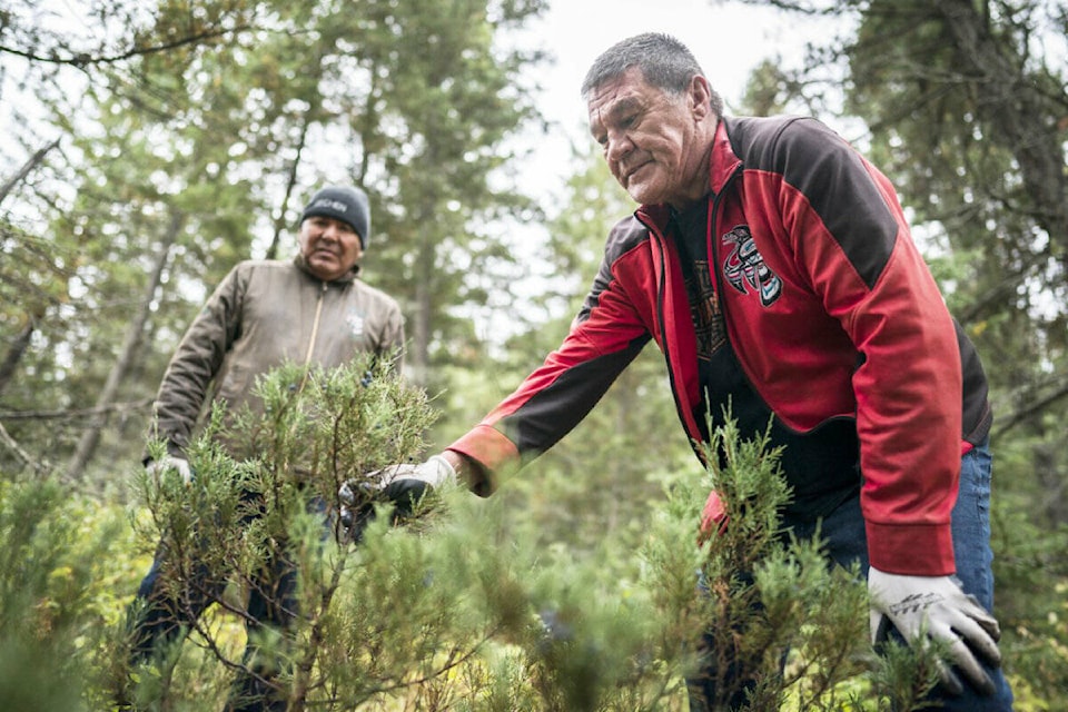 Percy Guichon, executive director of CCR and councillor of Tŝideldel First Nation, inspecting during a tree planting. (Shell Canada Ltd. photo)