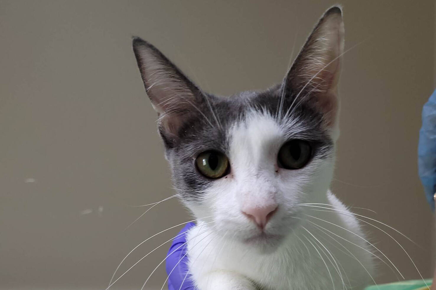 Spca kittens shop