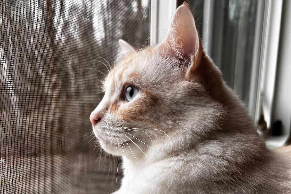 ‘Pretty much screwed’ B.C. tenant slams lack of petfriendly rentals