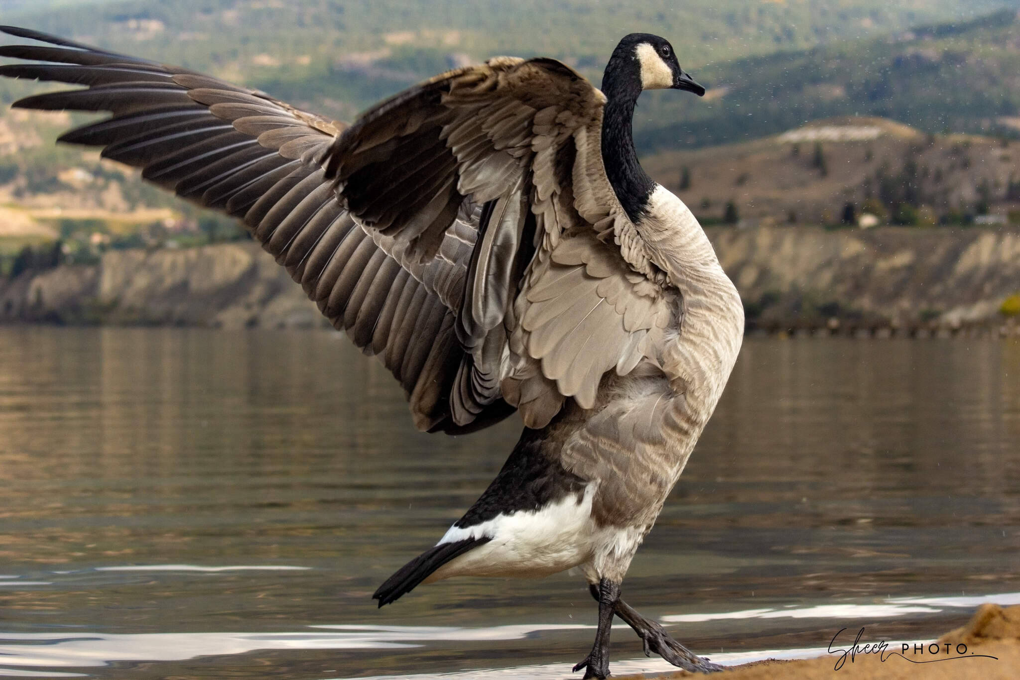 Canada goose online store victoria bc
