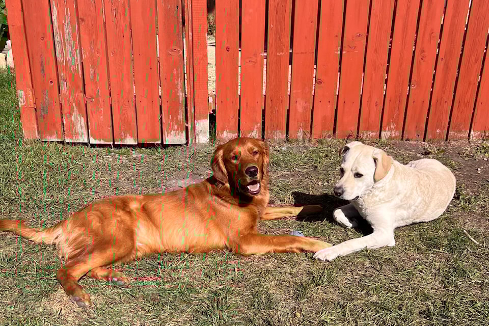 240611-rda-dogbarreddeercounty