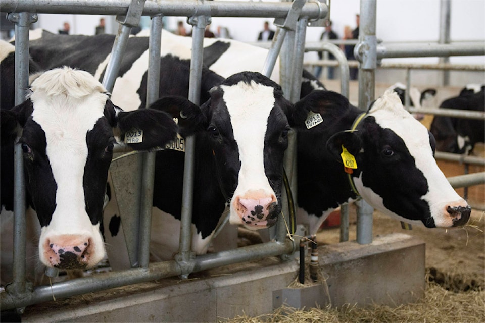 dairy-cows