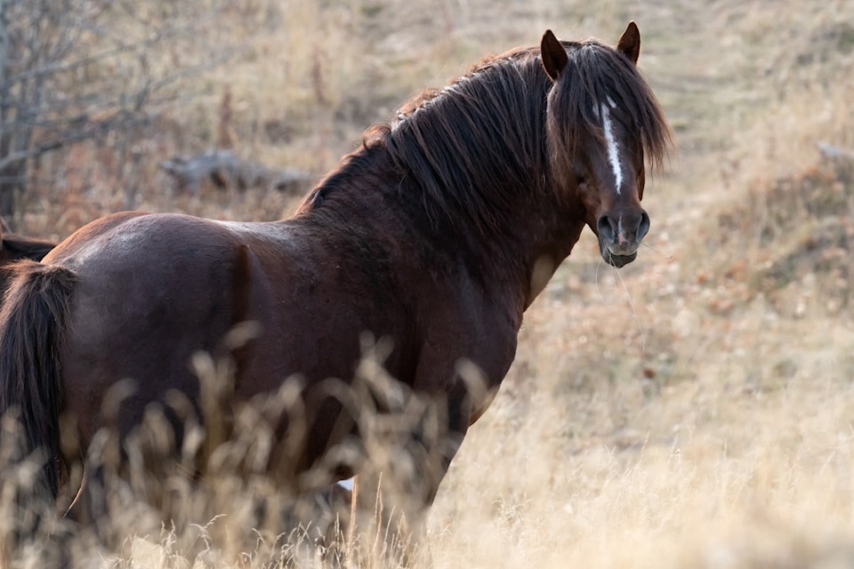 Help Alberta Wildies Society is worried about the future of the province's wild horses. (Photo by Ken Shulko on Help Alberta Wildies Society on Facebook)