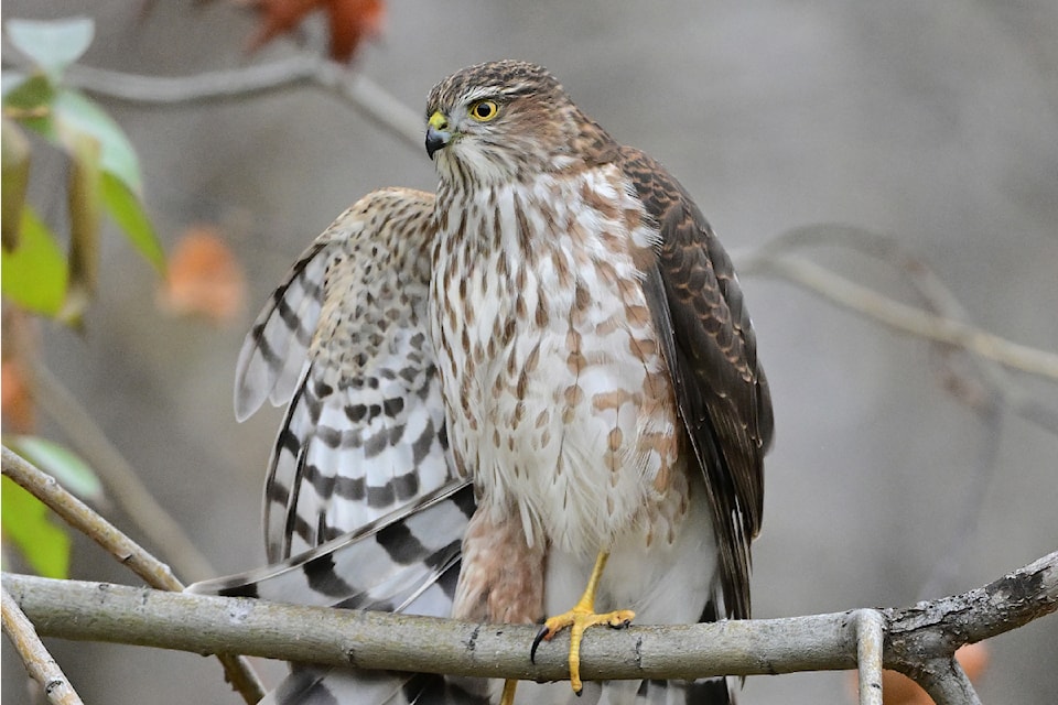 241120-rda-hawk_pearman-