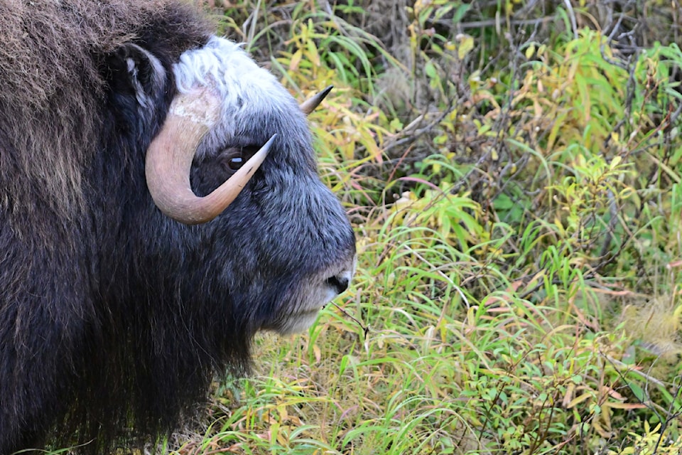 240919-rda-pearmanmuskoxen