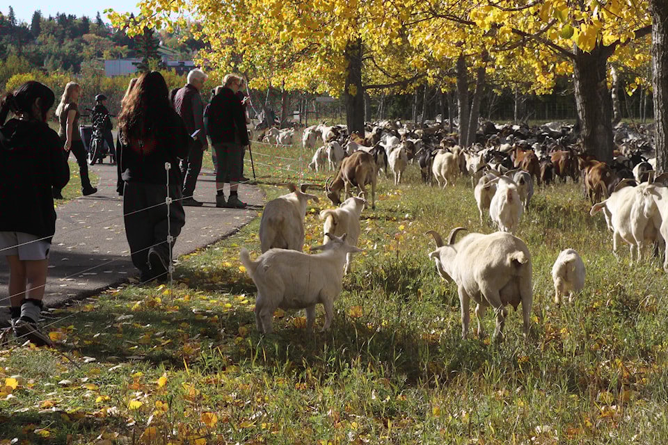 About 800 goats with BAAH'D Plant Management & Reclamation were munching on weeds in a field near Kerry Wood Nature Centre on Sept. 27, 2024. (Photo by SUSAN ZIELINSKI/Advocate staff)