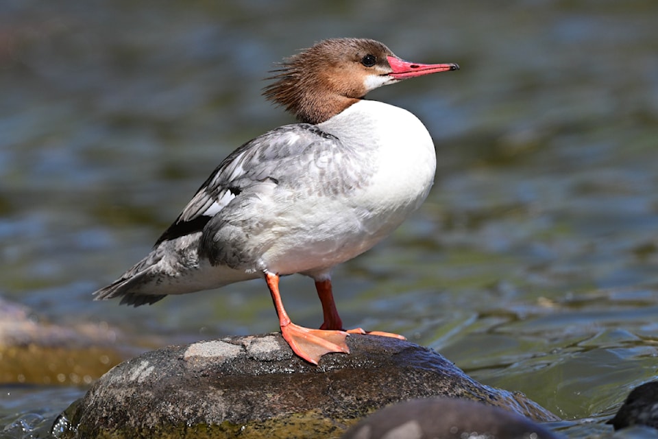 Common Mergansers are long-bodied ducks are easily identified by their distinctive straight, narrow red bills and distinctive colouration.