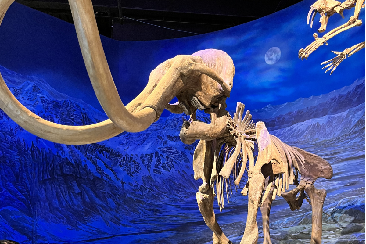 Downtown Red Deer Public Library to host Royal Tyrell Museum pop-up exhibit