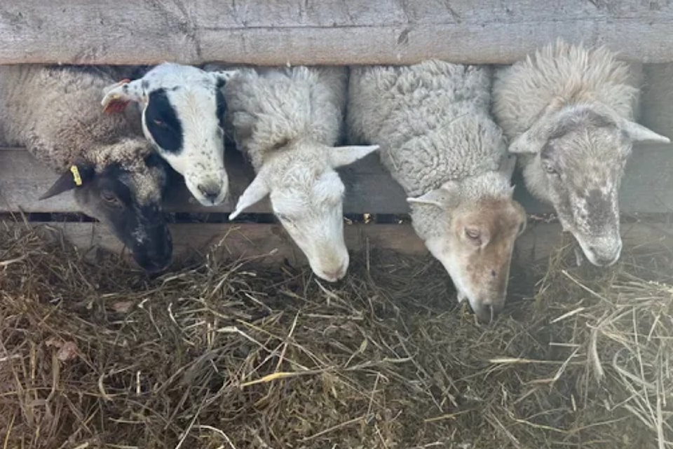 sheep-fire