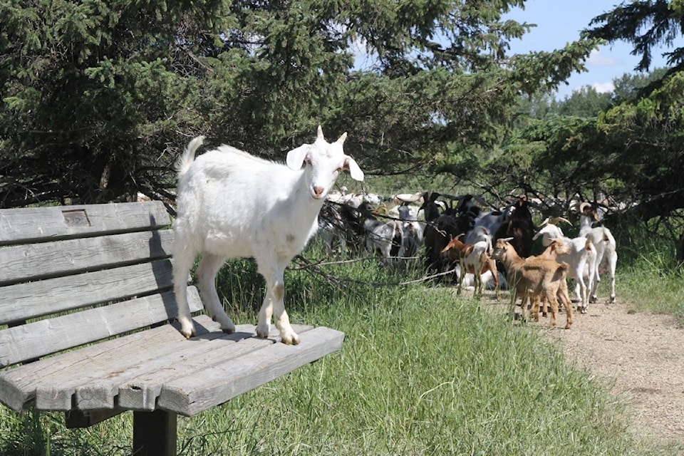 Goats with BAAH'D Plant Management & Reclamation were at Gaetz Lakes Sanctuary to do some weed control on July 7, 2025. (Photo by SUSAN ZIELINSKI/Advocate staff)