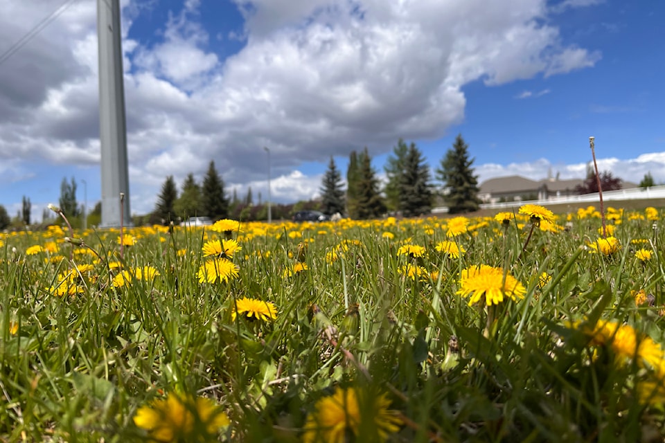 250514-rda-linda-gardening-dandelions_1