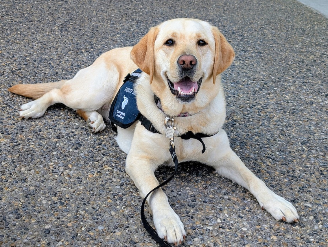 Central Alberta Child Advocacy Centre welcomes another support dog to assist clients